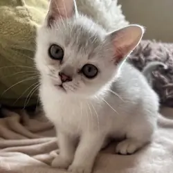 Burmilla Female Kitten