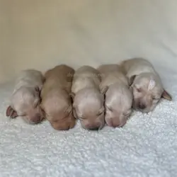 Miniature dachshund puppies