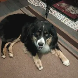 Australian shepherd