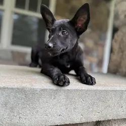Black Belgian Malinois Puppy for sale-Chase