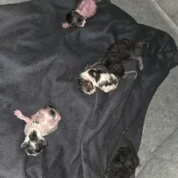 Kittens just born free rehome fee
