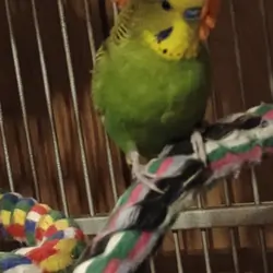 Four pair of parakeets