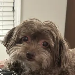 Small 11 yr old dog