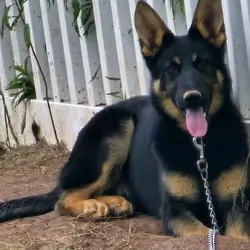 Purebred German shepards