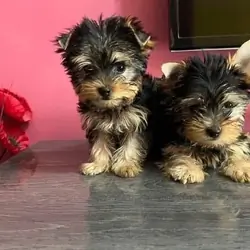 Super Fluffy Adorable Yorkie Puppies Ready to go!