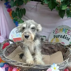 Cute Male Miniature Schnauzer Puppy