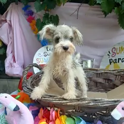 Adorable Miniature Schnauzer Salt and Pepper Parti