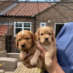 Beautiful cocker spaniel puppies