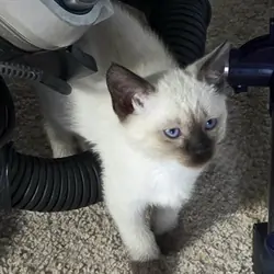 Siamese kittens