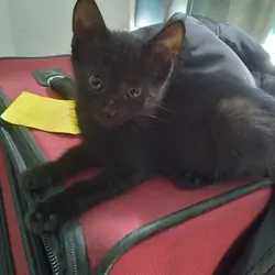 2 kittens