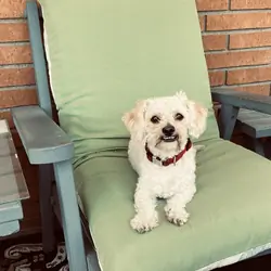 Todd a little dog