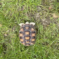 Sulcata Tortoise