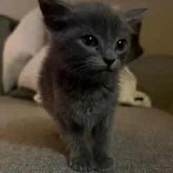 Russian Blue Kittens