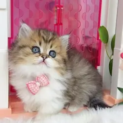 Munchkin Kittens Ready Now