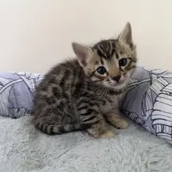 Bengal Kittens For Sale