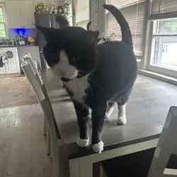 5year old tuxedo male cat