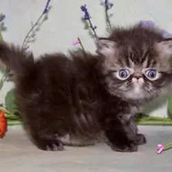 Healthy Persian Kittens For sale
