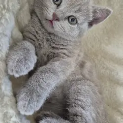 British Shorthair Kittens Ready For Good Home