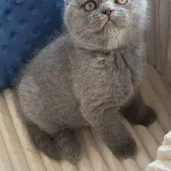 Scottish Fold Kittens