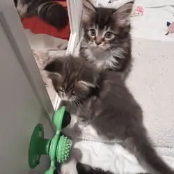 Maine Coon Kittens for sale