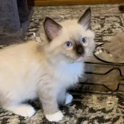 Playful Ragdoll Kittens