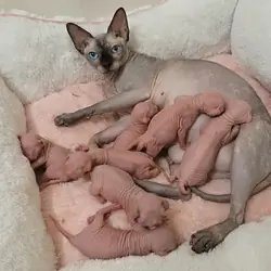 Beautiful Home-Raised Sphynx Kittens Available