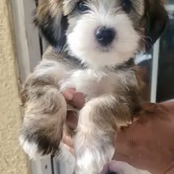 full exotic Yorkie puppies for sale