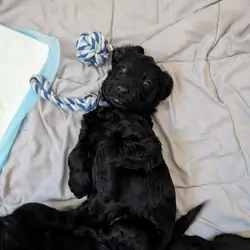 Double Doodle Puppies - Only 4 left!