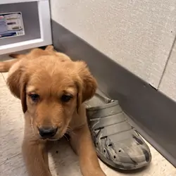 Golden retriever puppy male