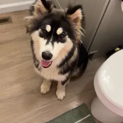 Male husky
