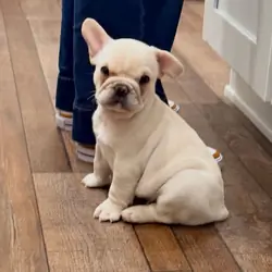 Frenchie girl