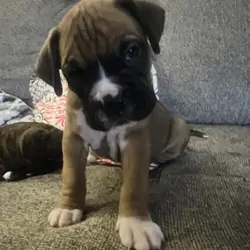 FULL BLOODED BOXER PUPS
