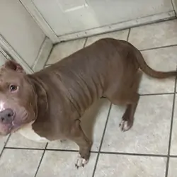Female bully 3 years old looking for new home