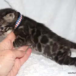Bengals  Melanistic and Charcoal Summer pricing