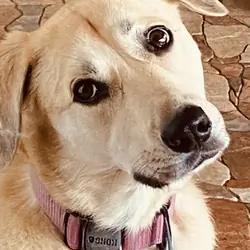8 year old Pyrenees mix