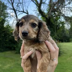 Doxiepoo Puppies