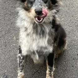 Australian Shepherd
