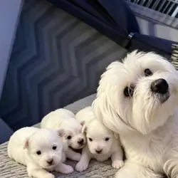 beautiful Maltese puppies