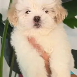 Hermosos cachorros Shih Tzu – ¡Solo quedan 4 macho