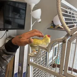 Indian ringneck female