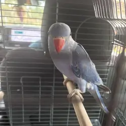 indian ringneck male