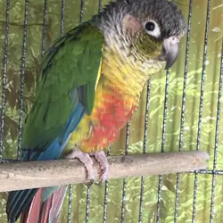 green cheek conure