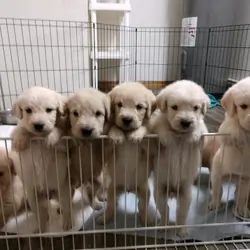 🐾 Golden Retriever Puppies for Adoption 🐾