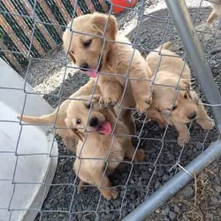 🐾 Cachorros Golden Retriever en Adopción 🐾