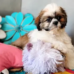AKC Male Shih Tzu puppies