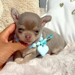 Chihuahua