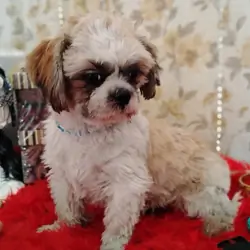 AKC registered male shih Tzu's