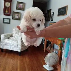 Toy Poodle Puppy