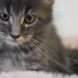 Gorgeous Maine Coon