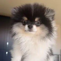 Rare colour Teddy Pomeranians